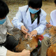 Illustration for article titled What you should know about the new avian bird flu